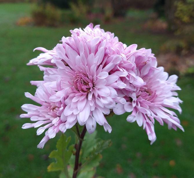 Chrysanthemum 'Emperor of China' Thyboesminde Stauder